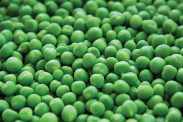 Bulk-Organic non GMO green peas